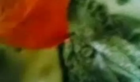 বাঁড়ার রস চুদাচুদি সেক্স ভিডিও খাবার