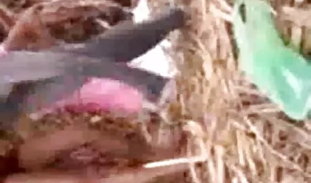 মেয়েদের হস্তমৈথুন, স্বামী ও স্ত্রী বাংলা চুদাচুদি ভিডিও